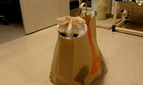 Chat qui joue à cache-cache dans un sac McDo (VIDEO)