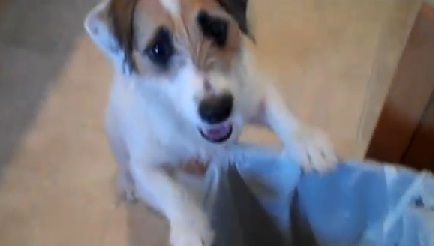 chien qui sait tout faire