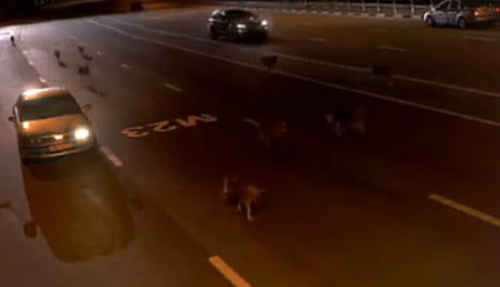 Policier russe Vs meute de loups (VIDEO)