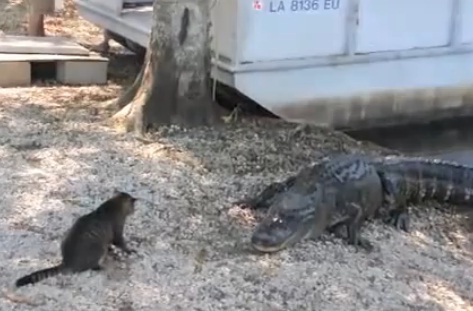 Chat vs Alligators (VIDEO)