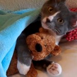 Chat qui dort avec son ours en peluche  (VIDEO)