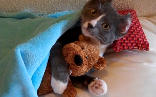 Chat qui dort avec son ours en peluche  (VIDEO)
