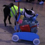 Les chiens éboueurs (VIDEO)