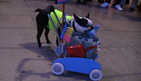 Les chiens éboueurs (VIDEO)