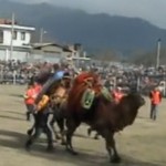Combats de chameaux en Turquie (VIDEO)