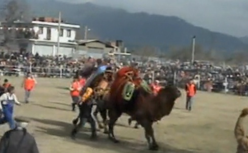 Combats de chameaux en Turquie (VIDEO)