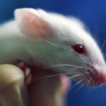 La souris &laquo;&nbsp;mutante&nbsp;&raquo; qui gazouille comme un oiseau (VIDEO)