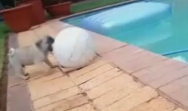Un chien, un ballon et une piscine (VIDEO)