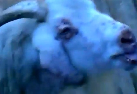 Les animaux ont le rythme dans la peau (VIDEO)