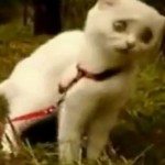 Chat zombie (VIDEO)