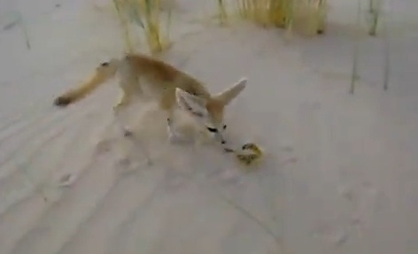 Fennec vs Scorpion (VIDEO)