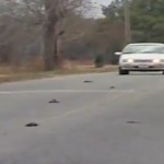 Une pluie d&rsquo;oiseaux morts inexpliquée dans l&rsquo;Arkansas (VIDEO)