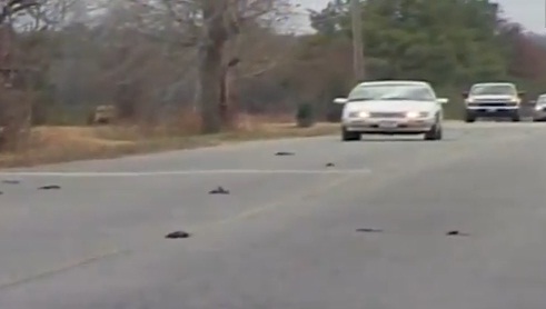 Une pluie d’oiseaux morts inexpliquée dans l’Arkansas (VIDEO)