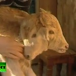 Naissance d&rsquo;un veau à deux têtes en Géorgie (VIDEO)