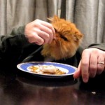 Chat qui mange avec ses &laquo;&nbsp;mains&nbsp;&raquo; (VIDEO)