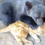 Ourson qui joue avec un chat (VIDEO)
