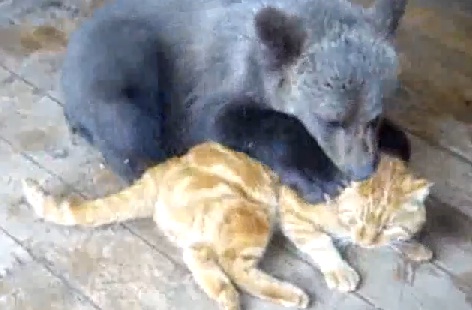 Ourson qui joue avec un chat (VIDEO)