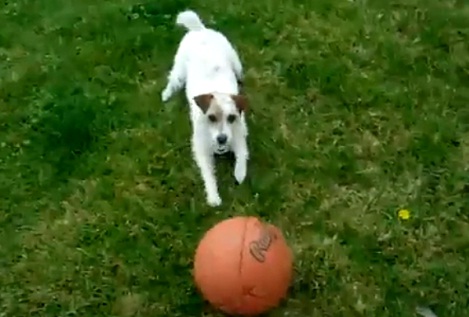 Chien qui rapporte le ballon en équilibre sur sa tête (VIDEO)