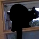 Le chat qui aboie (VIDEO)