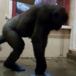 Gorille qui fait du breakdance (VIDEO)