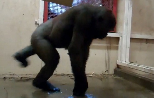 Gorille qui fait du breakdance (VIDEO)