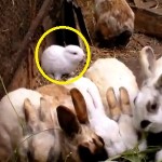 Fukushima : un lapin sans oreilles sème la panique au Japon (VIDEO)