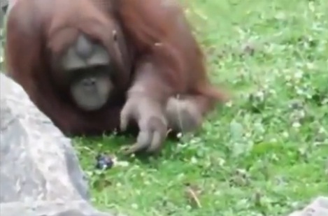Un ourang-outan sauve un oisillon de la noyade (VIDEO)