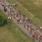 Cyclisme : Deux vaches provoquent une chute collective (VIDEO)
