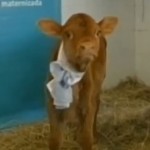 Rosita, la vache qui produit du lait maternel (VIDEO)