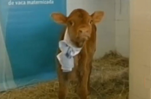 Rosita, la vache qui produit du lait maternel (VIDEO)
