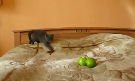 Chat qui a peur de… 2 pommes (VIDEO)