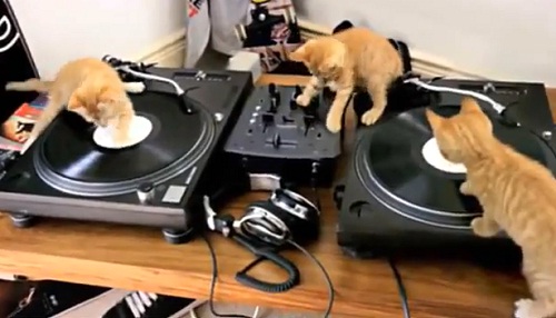 Trois chatons jouent les DJ (VIDEO)