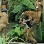 Inde : Un léopard attaque la foule dans un village (VIDEO)