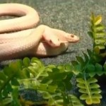 Un serpent albinos à 2 têtes (VIDEO)