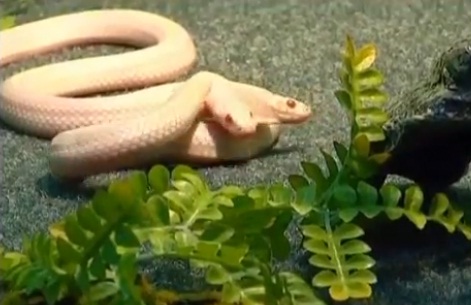 Un serpent albinos à 2 têtes (VIDEO)