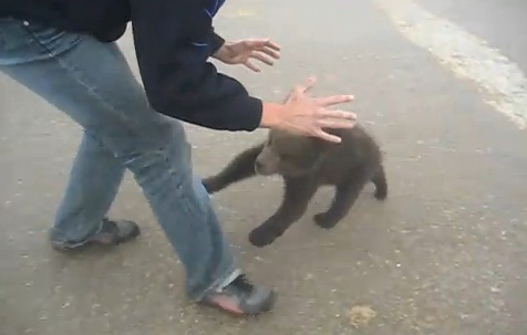 Touriste russe « attaqué » par un ourson (VIDEO)