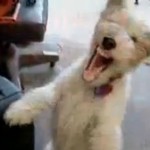 Un chien accro à l’hélium (VIDEO)