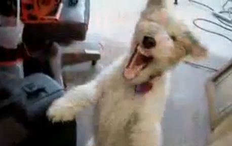 Un chien accro à l’hélium (VIDEO)