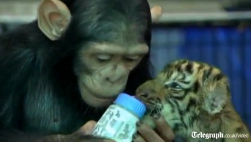 Un chimpanzé donne le biberon à un bébé tigre (VIDEO)