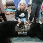 Une maman ours tue son petit et se suicide