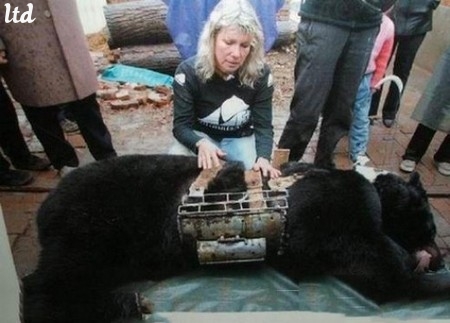 Une maman ours tue son petit et se suicide