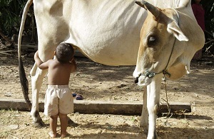 Cambodia Boy Suckling Cow