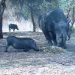 Rhinocéros vs phacochère ! (VIDEO)