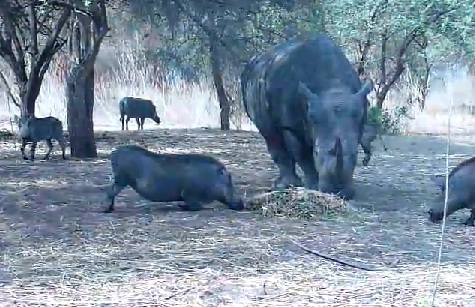 Rhinocéros vs phacochère ! (VIDEO)