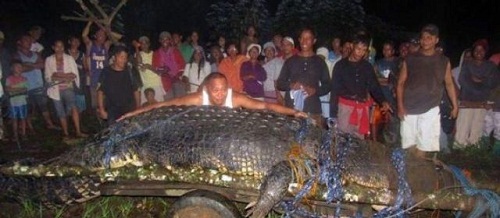 Un crocodile de 6,40 mètres capturé aux Philippines (VIDEO)