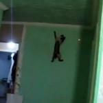 Spider Cat (VIDEO)