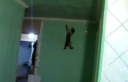 Spider Cat (VIDEO)
