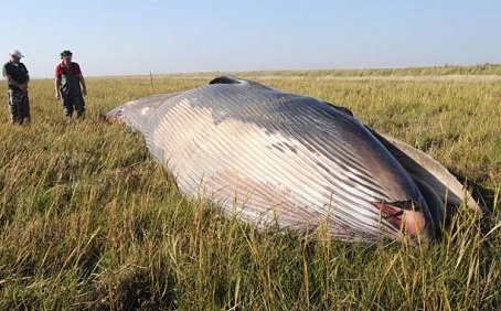 Une baleine échouée dans un champ (VIDEO)