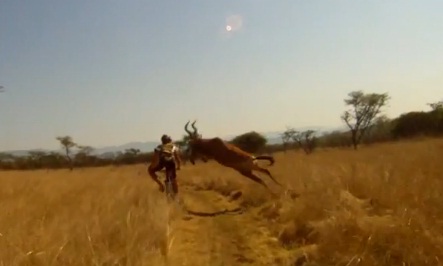 Un VTTiste percuté par une antilope (VIDEO)