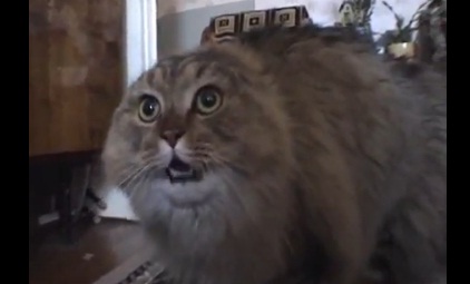 Le chat qui dit « Non » (VIDEO)